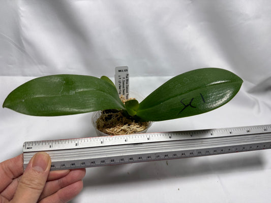 Phalaenopsis Mituo Diamond 'Panda'