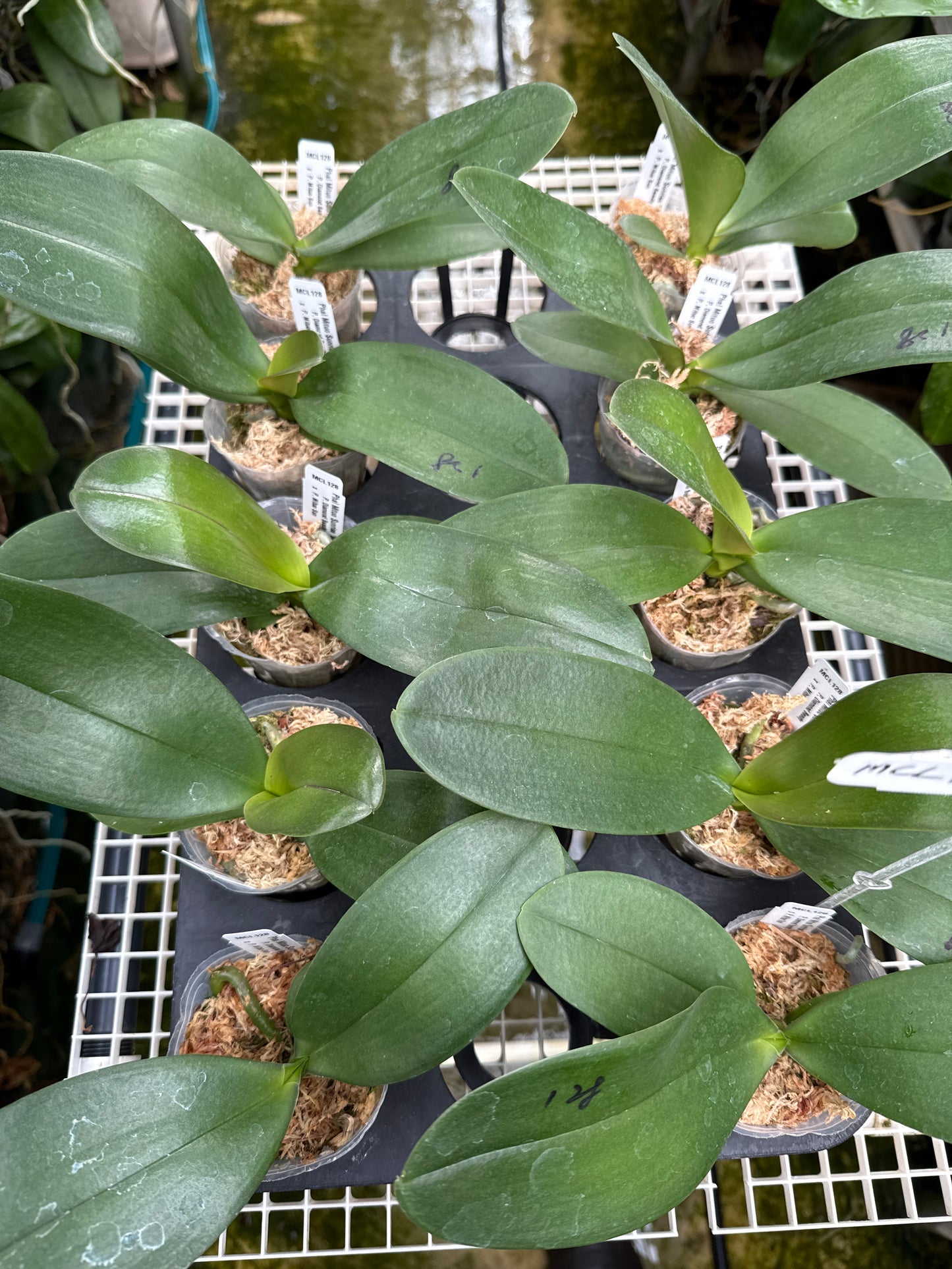 Phalaenopsis Mituo Sunrise 'Mituo #1'