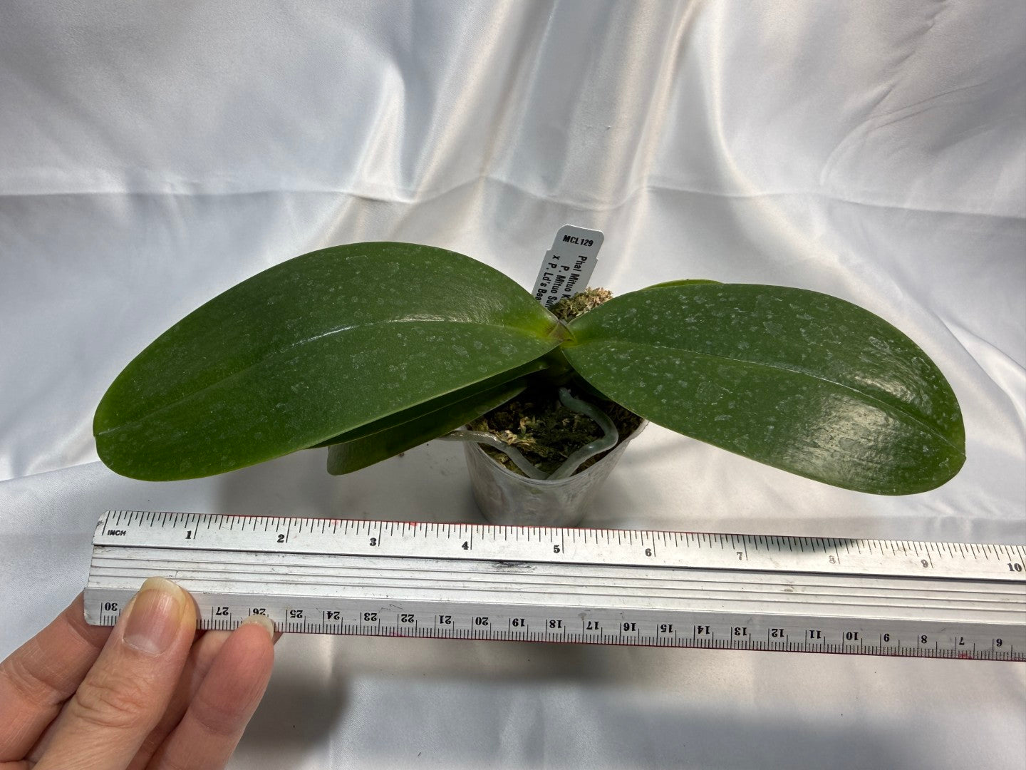 Phalaenopsis Mituo King 'K-Gold' 251207 Spiking