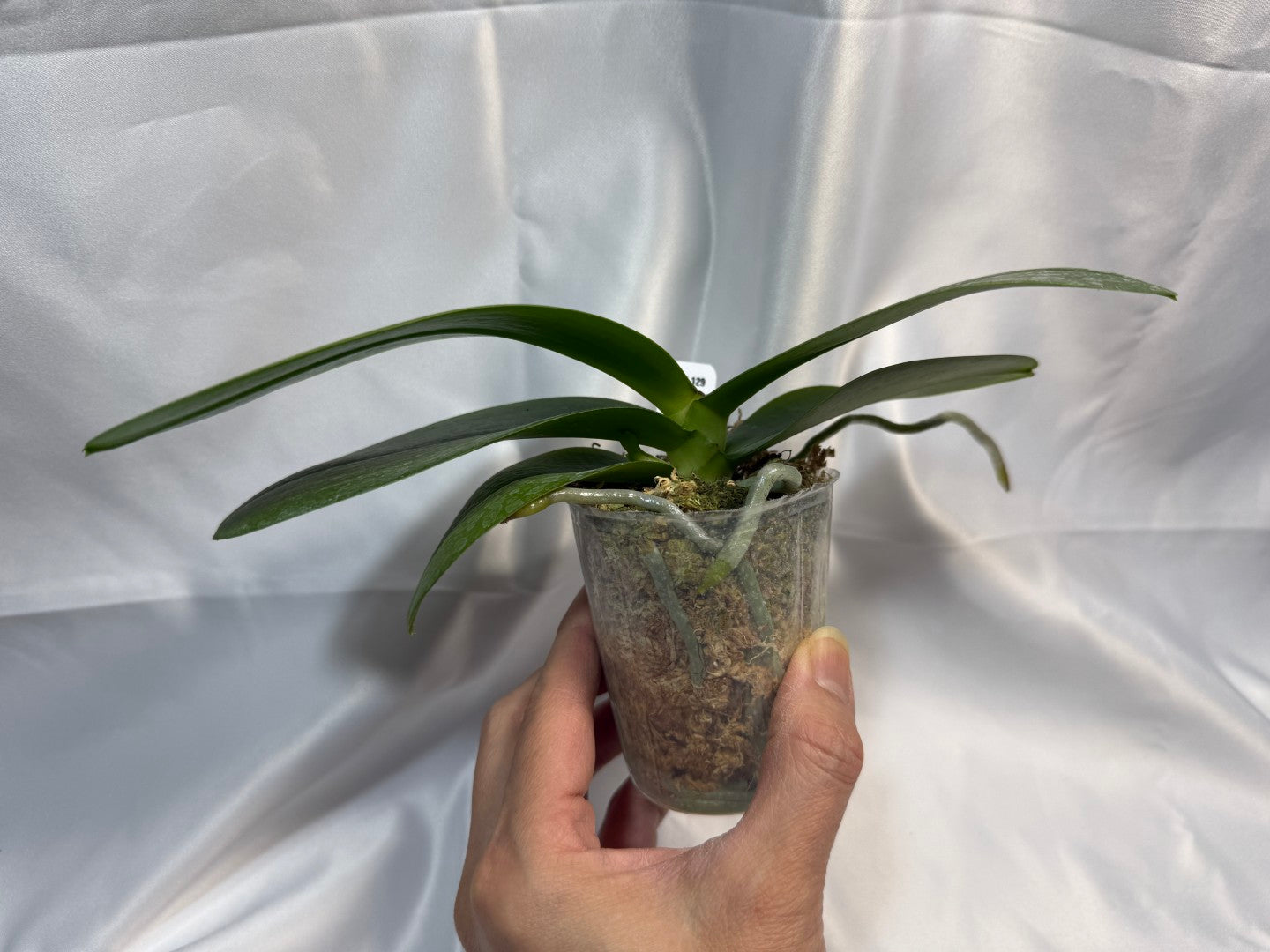 Phalaenopsis Mituo King 'K-Gold' 251207 Spiking