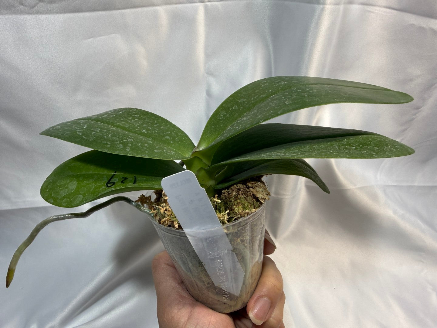 Phalaenopsis Mituo King 'K-Gold' 251207 Spiking