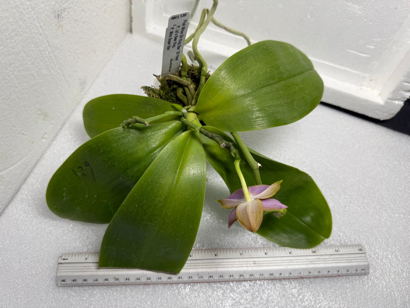 Phalaenopsis Mituo GH King Star 'UV Rays' 250714 Flowering