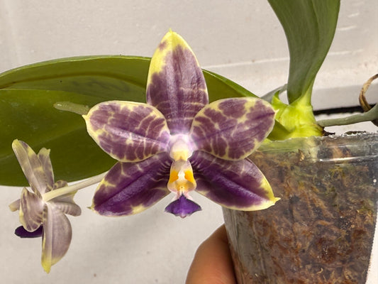 Phalaenopsis Mituo Purple Dragon 'Blue Python' 250824 Flowering