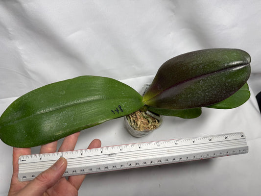 Phalaenopsis Mituo Diamond 'Cinderella'