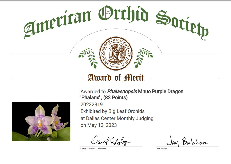 Phalaenopsis Mituo Purple Dragon 'Phalanx' AM/AOS