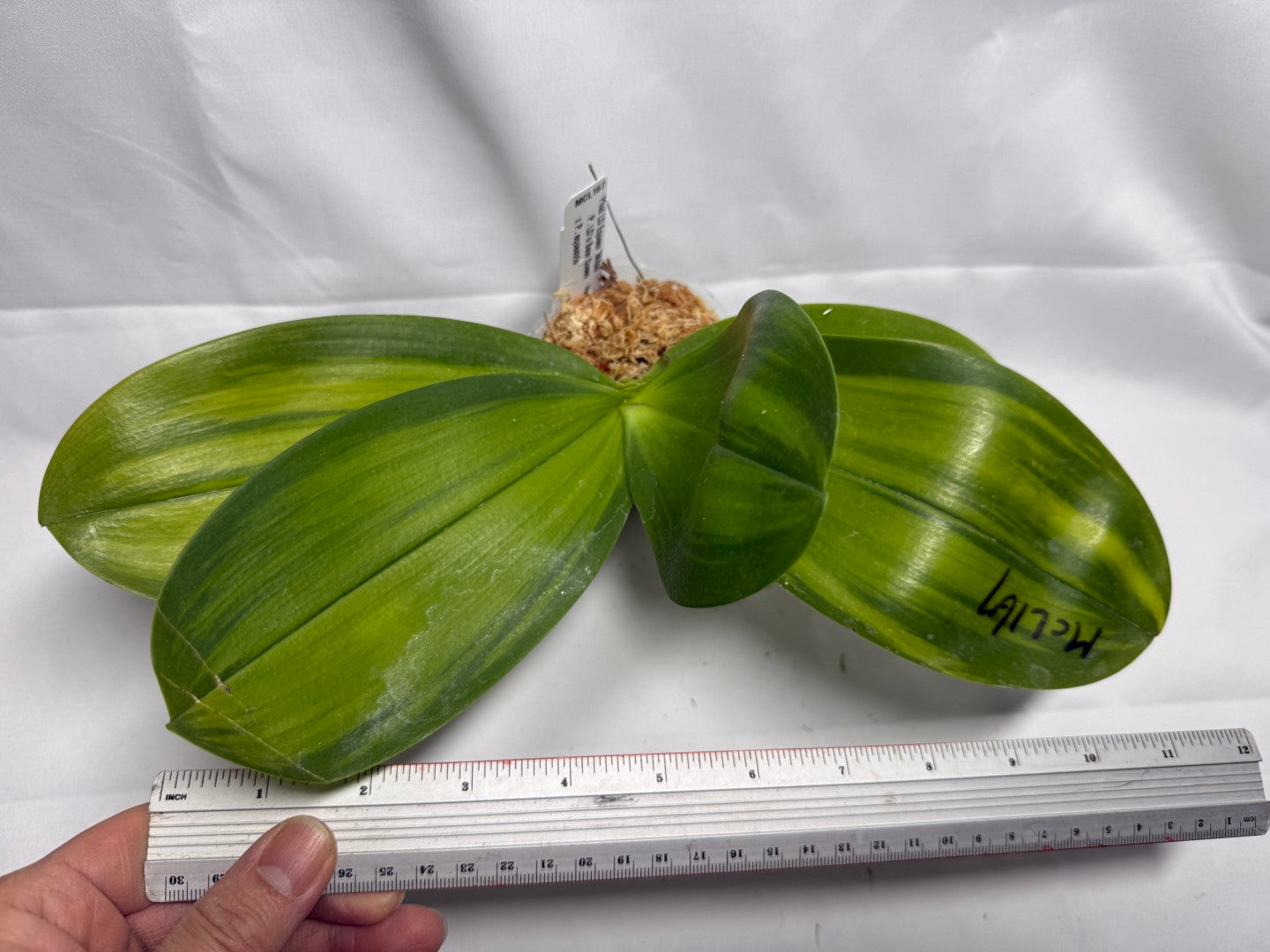 Phalaenopsis LD Equeen 'Mituo' Variegated leaves