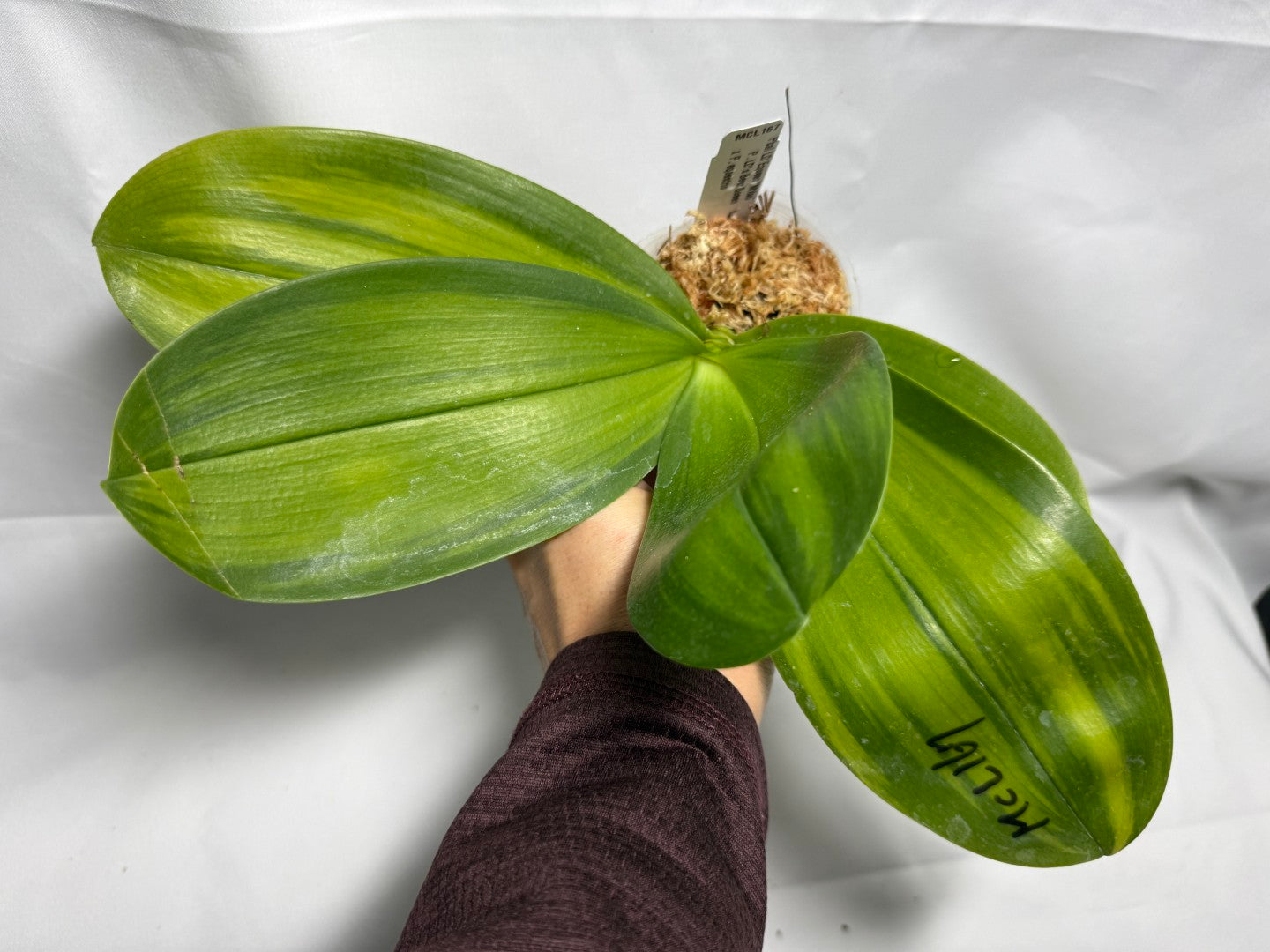 Phalaenopsis LD Equeen 'Mituo' Variegated leaves