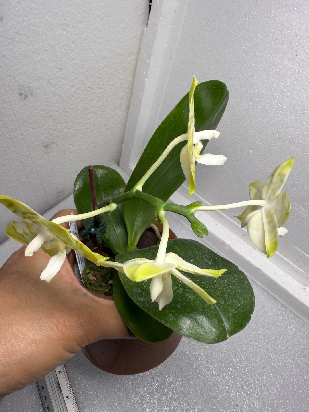 Phalaenopsis Mituo Golden Tiger 'TTT' 250714 Flowering – Big