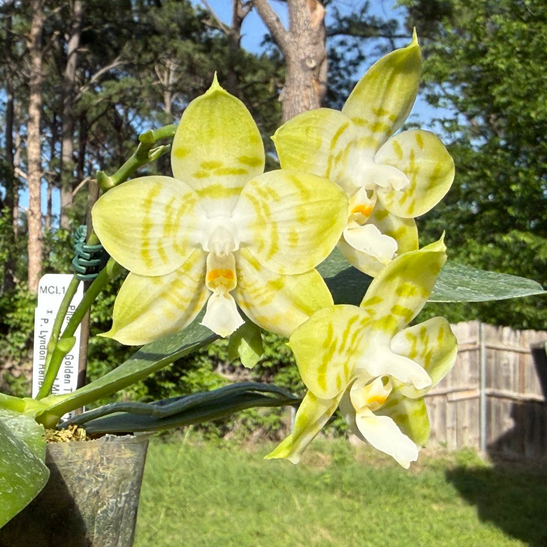 Phalaenopsis Mituo Golden Tiger 'TTT' 260419 Flowering 2 spikes