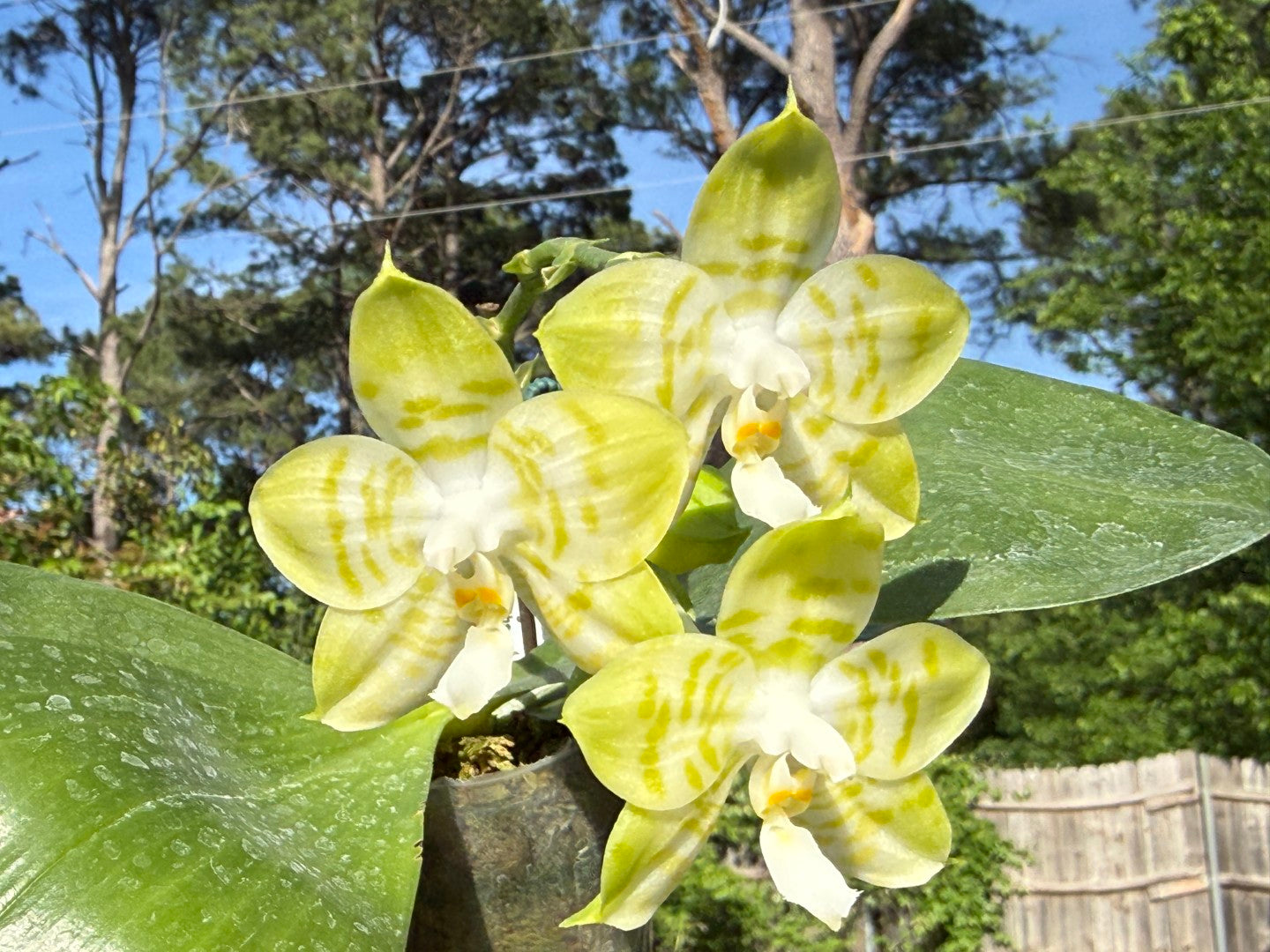 Phalaenopsis Mituo Golden Tiger 'TTT' 260419 Flowering 2 spikes