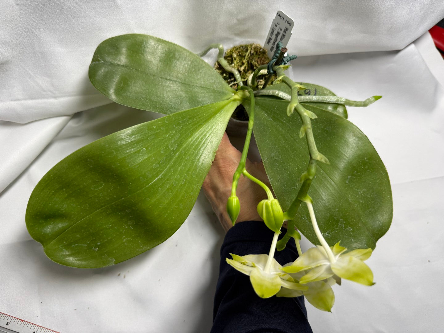 Phalaenopsis Mituo Golden Tiger 'TTT' 260419 Flowering 2 spikes