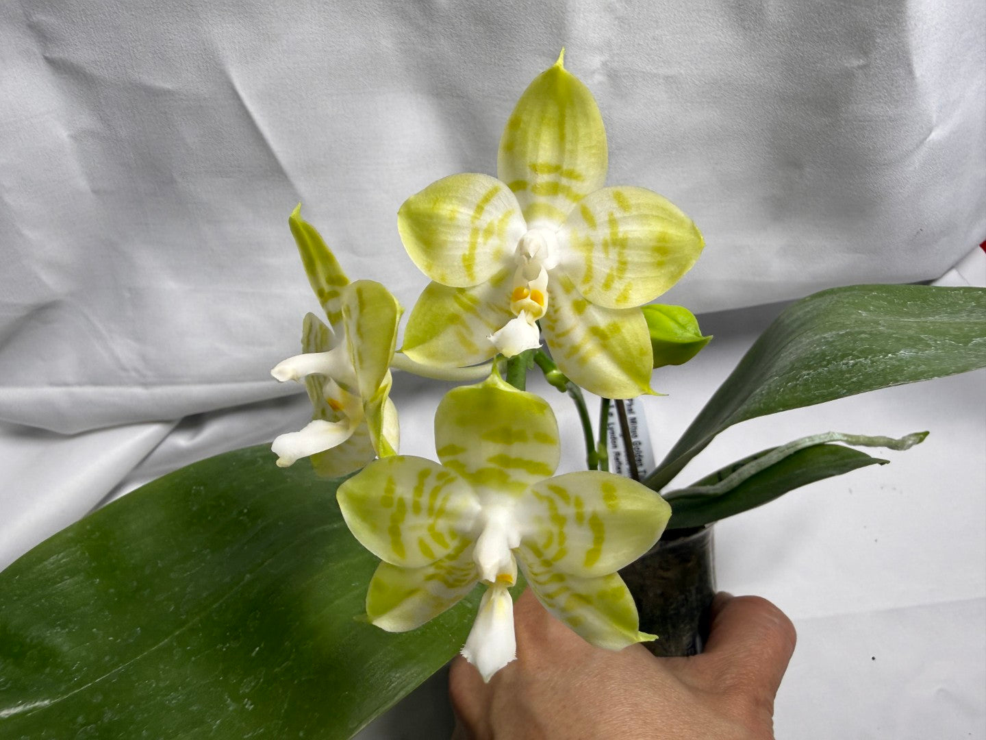 Phalaenopsis Mituo Golden Tiger 'TTT' 260419 Flowering 2 spikes