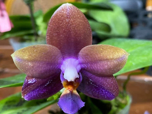MCL177 Phalaenopsis Mituo Chameleon 'Chameleon'