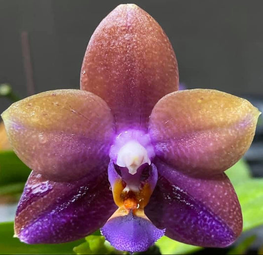 A close-up of a single orchid flower with sepals in a mottled mix of purple, burgundy, and golden yellow, set against a dark, blurred background with hints of green leaves.