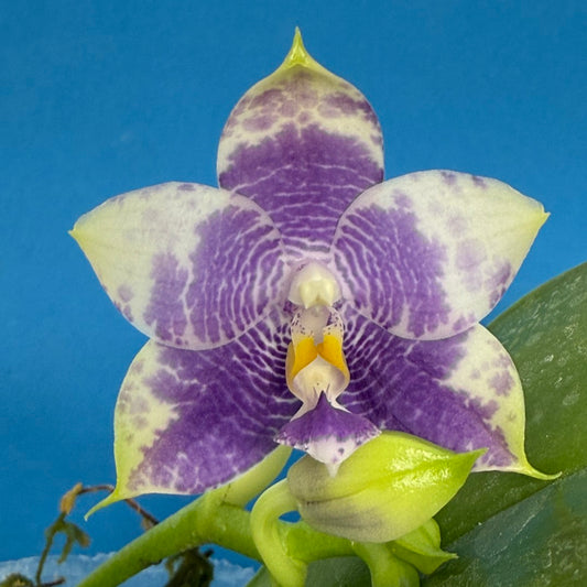 Phalaenopsis Mituo 24 Solar Terms 'Totoro' 250829 Flowering