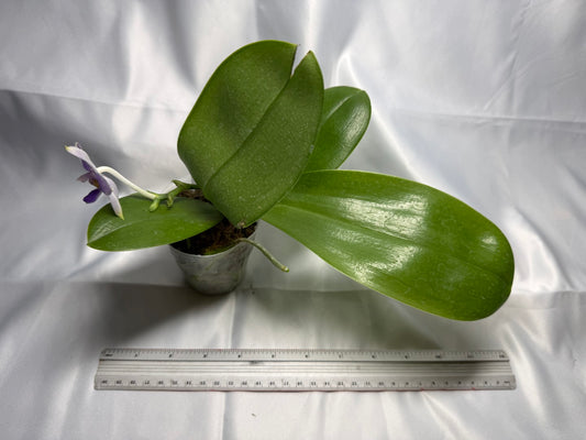 Phalaenopsis Mituo 24 Solar Terms 'Totoro' 251122 Flowering