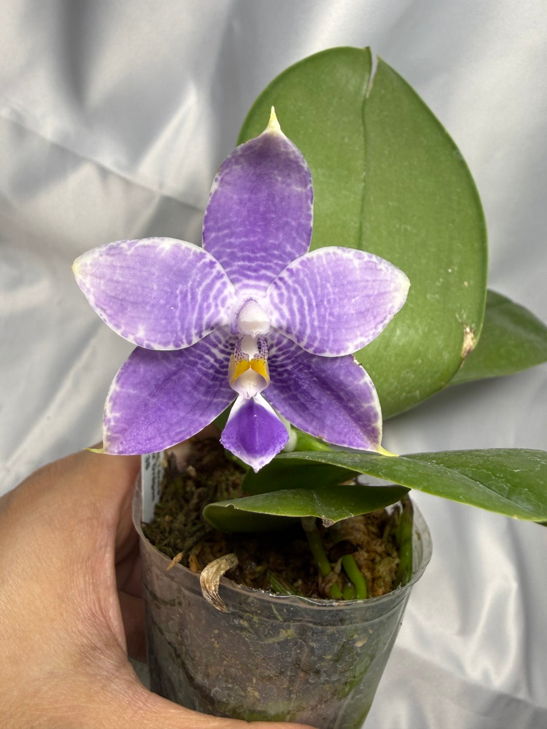 Phalaenopsis Mituo 24 Solar Terms 'Totoro' 251122 Flowering