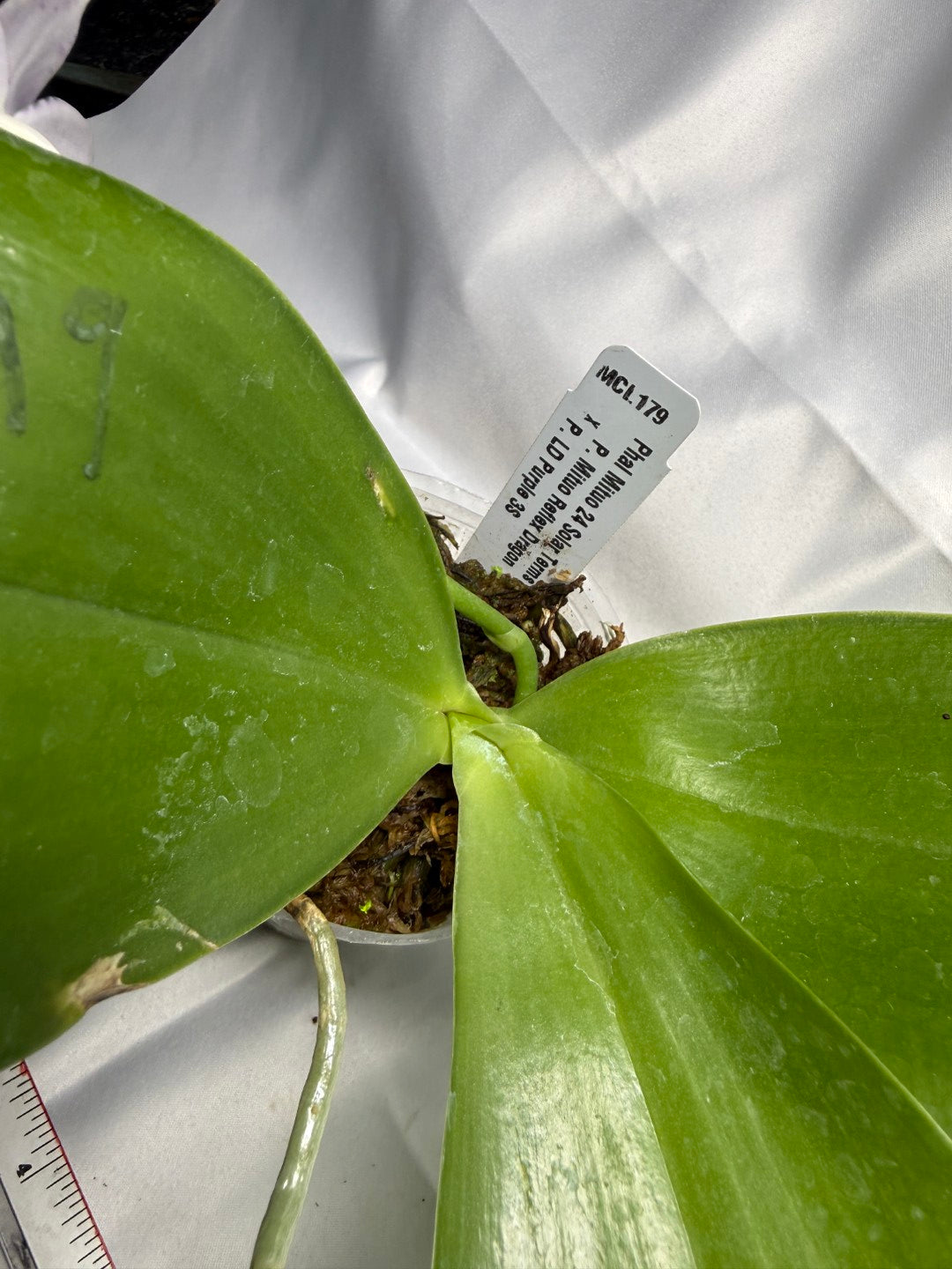 Phalaenopsis Mituo 24 Solar Terms 'Totoro' 251122 Flowering