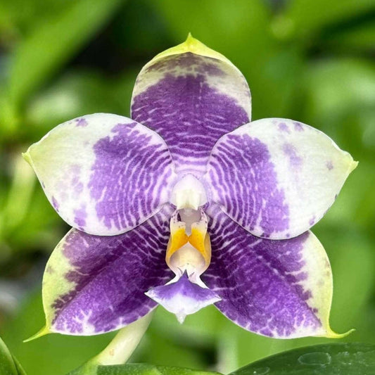 Phalaenopsis Mituo 24 Solar Terms 'Totoro'