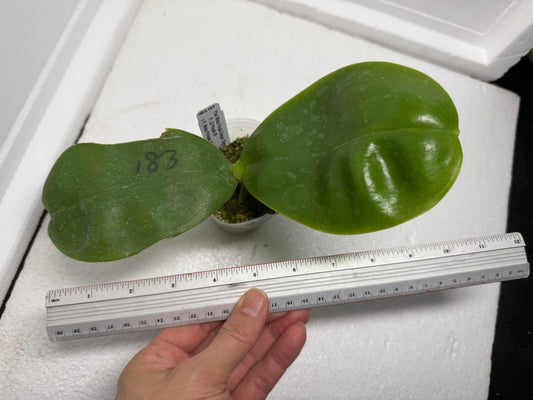 Phalaenopsis Mituo Purple Dragon 'Meteroic Iron' 250829 Spiking
