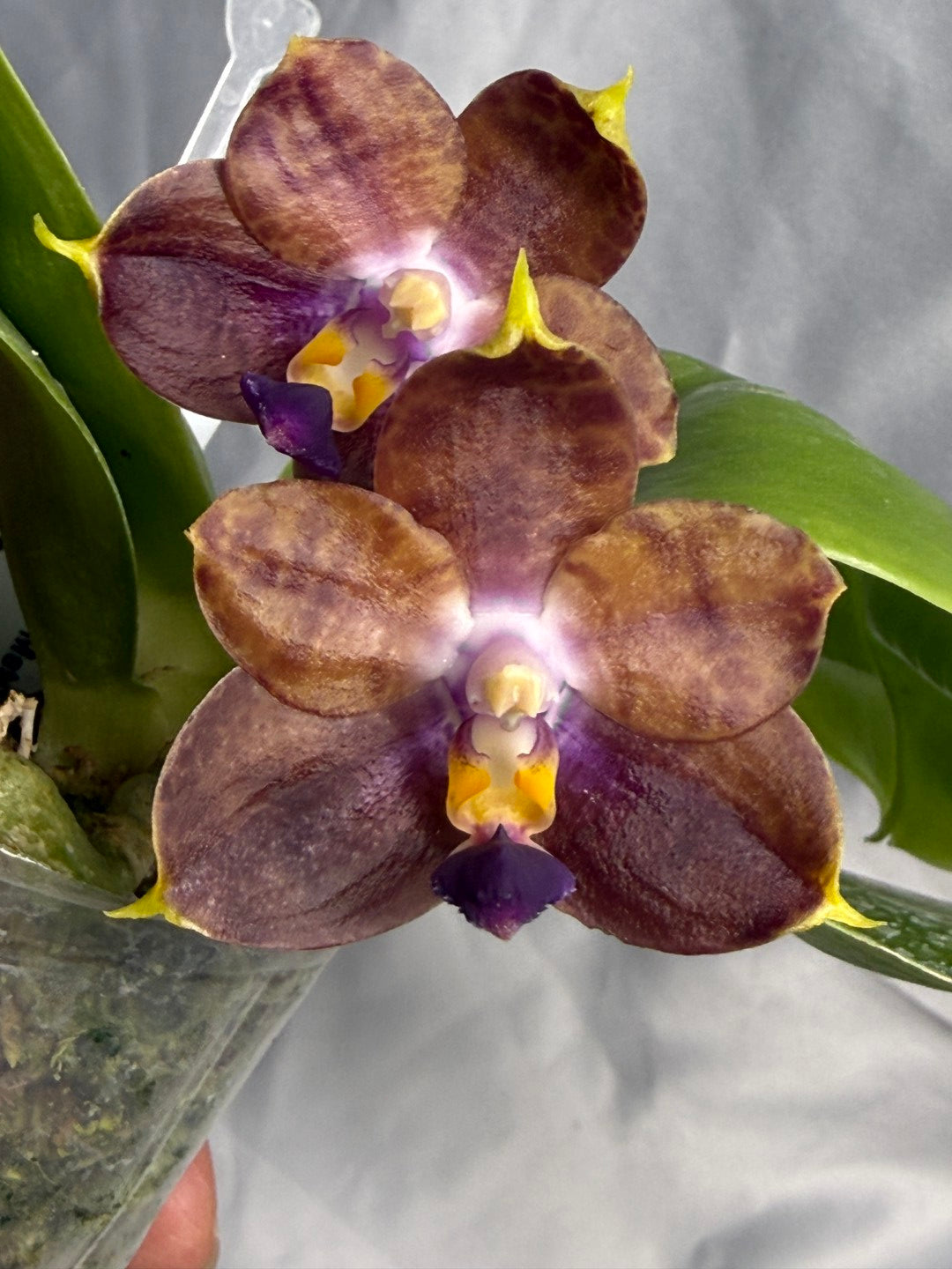 Phalaenopsis Mituo Purple Dragon 'Meteroic Iron' 260531 Flowering