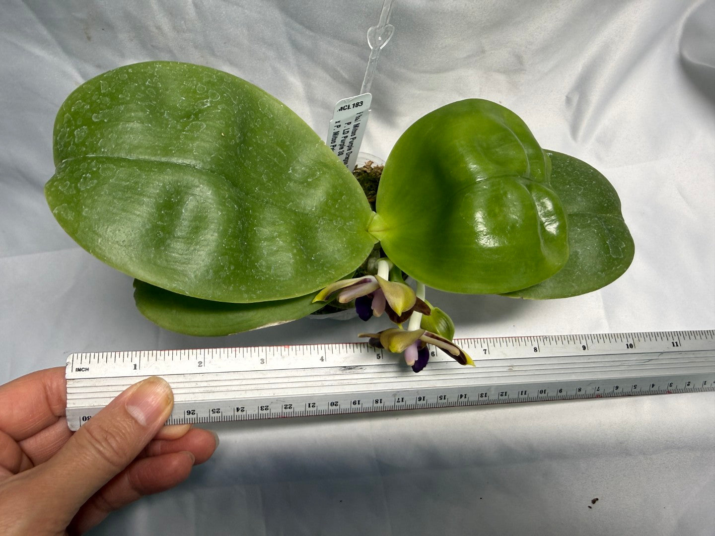 Phalaenopsis Mituo Purple Dragon 'Meteroic Iron' 260531 Flowering