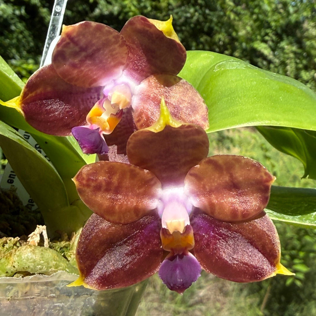 Phalaenopsis Mituo Purple Dragon 'Meteroic Iron' 260531 Flowering