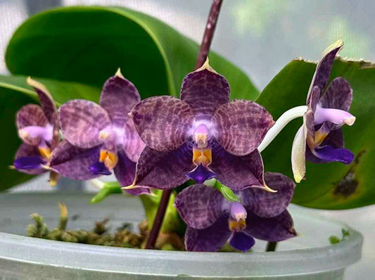 Phalaenopsis Mituo Purple Dragon 'Meteroic Iron'