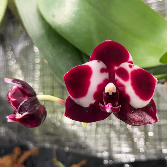 Phalaenopsis Mituo Reflex DD 'Dark Jade' 260314 Flowering