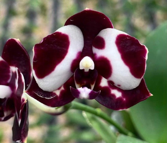 Phalaenopsis Mituo Reflex DD 'Dark Jade'