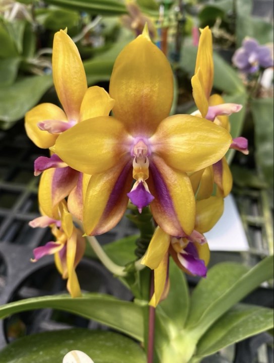 Phalaenopsis Mituo GH King Star 'Yellow Purple Fire'