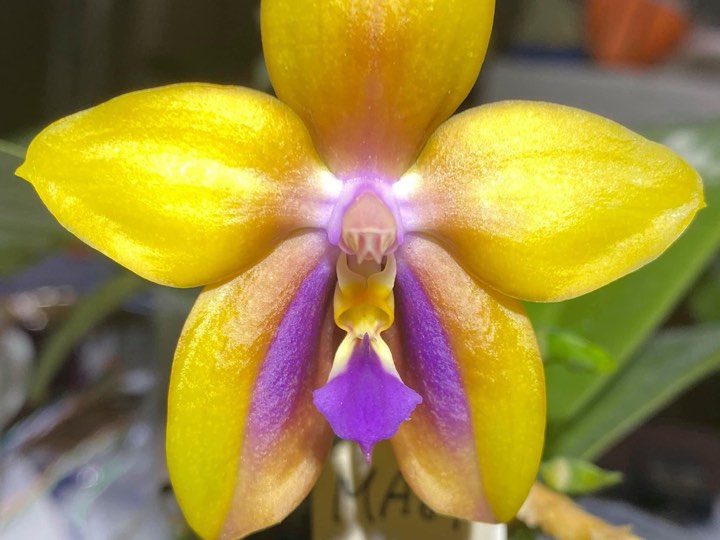 Phalaenopsis Mituo GH King Star 'Yellow Purple Fire'