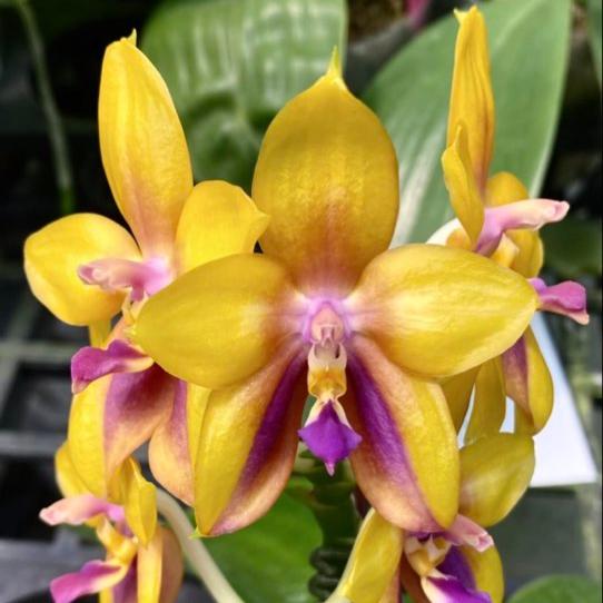 Phalaenopsis Mituo GH King Star 'Yellow Purple Fire'