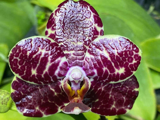 Phalaenopsis Mituo Silver Lining 'Blastoise'
