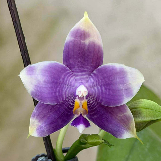 Phalaenopsis Mituo Purple Dragon 'Cyan Crane'