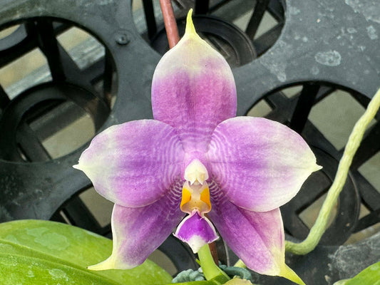 Phalaenopsis Mituo Purple Dragon 'Cyan Crane'