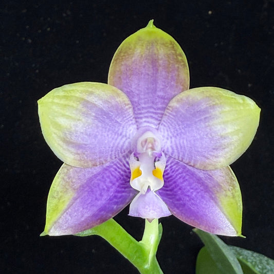 Phalaenopsis Mituo Reflex Dragon 'Sea Ice' 250904 Flowering