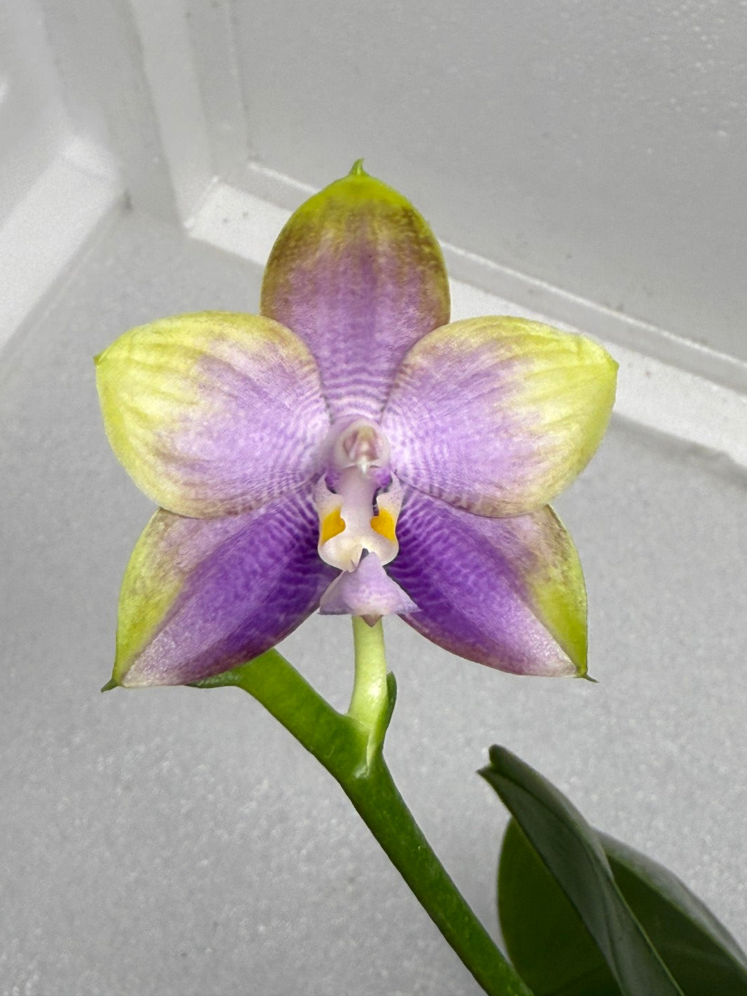 Phalaenopsis Mituo Reflex Dragon 'Sea Ice' 250904 Flowering