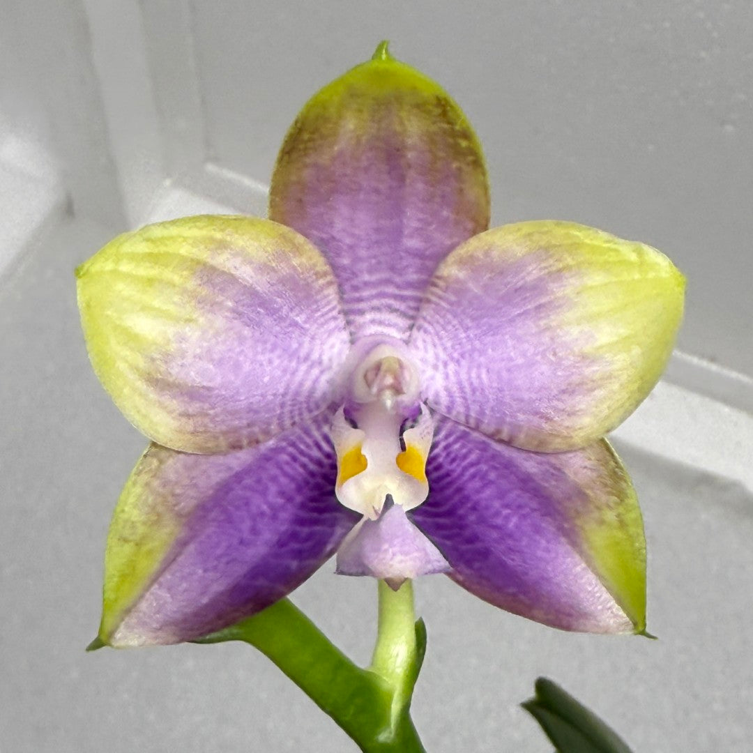 Phalaenopsis Mituo Reflex Dragon 'Sea Ice' 250904 Flowering