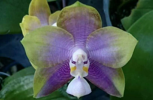 Phalaenopsis Mituo Reflex Dragon 'Sea Ice'