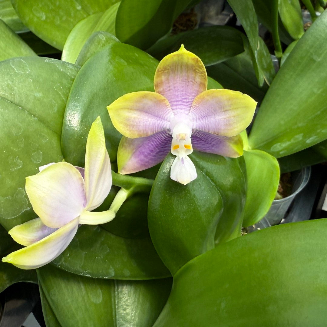 Phalaenopsis Mituo Reflex Dragon 'Sea Ice'