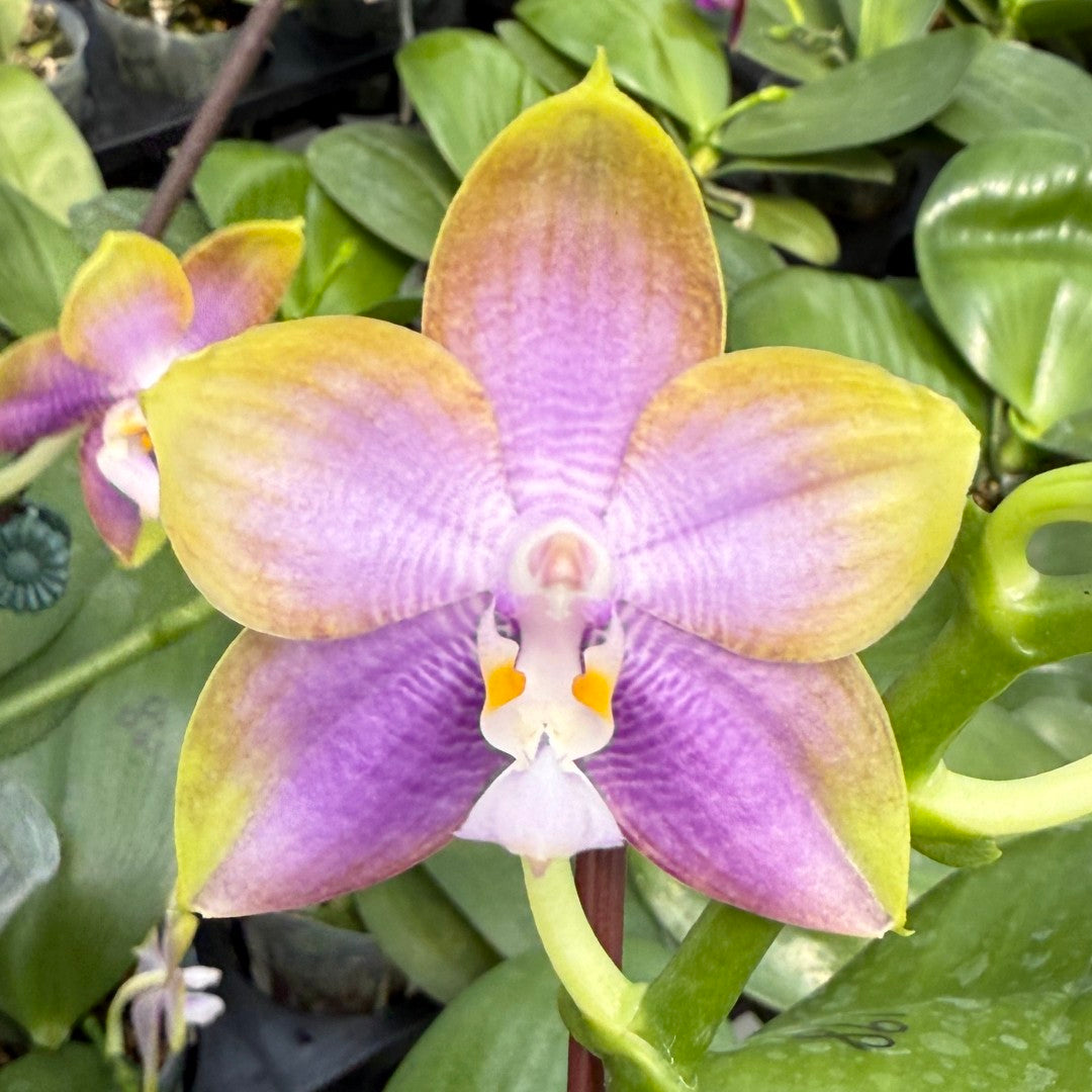 Phalaenopsis Mituo Reflex Dragon 'Sea Ice'