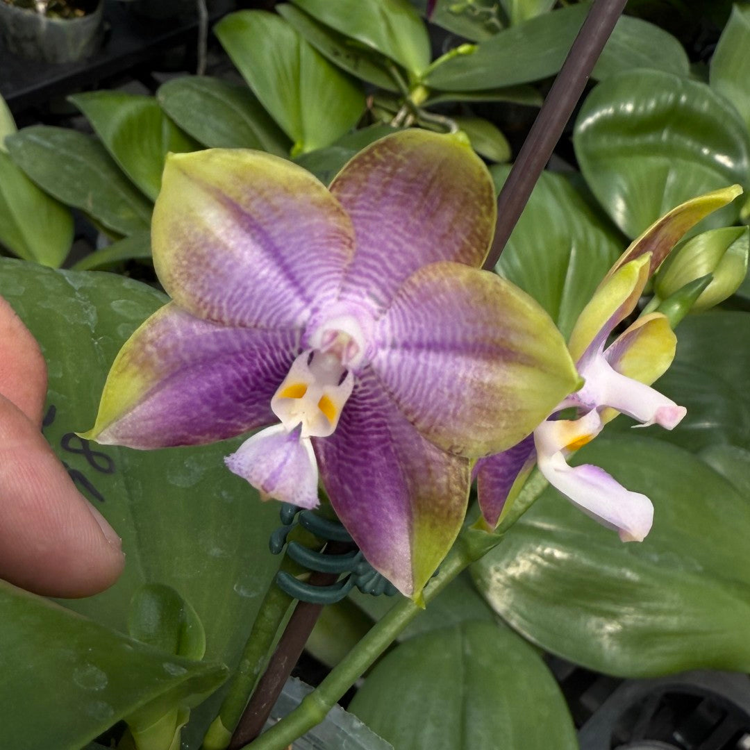 Phalaenopsis Mituo Reflex Dragon 'Sea Ice'