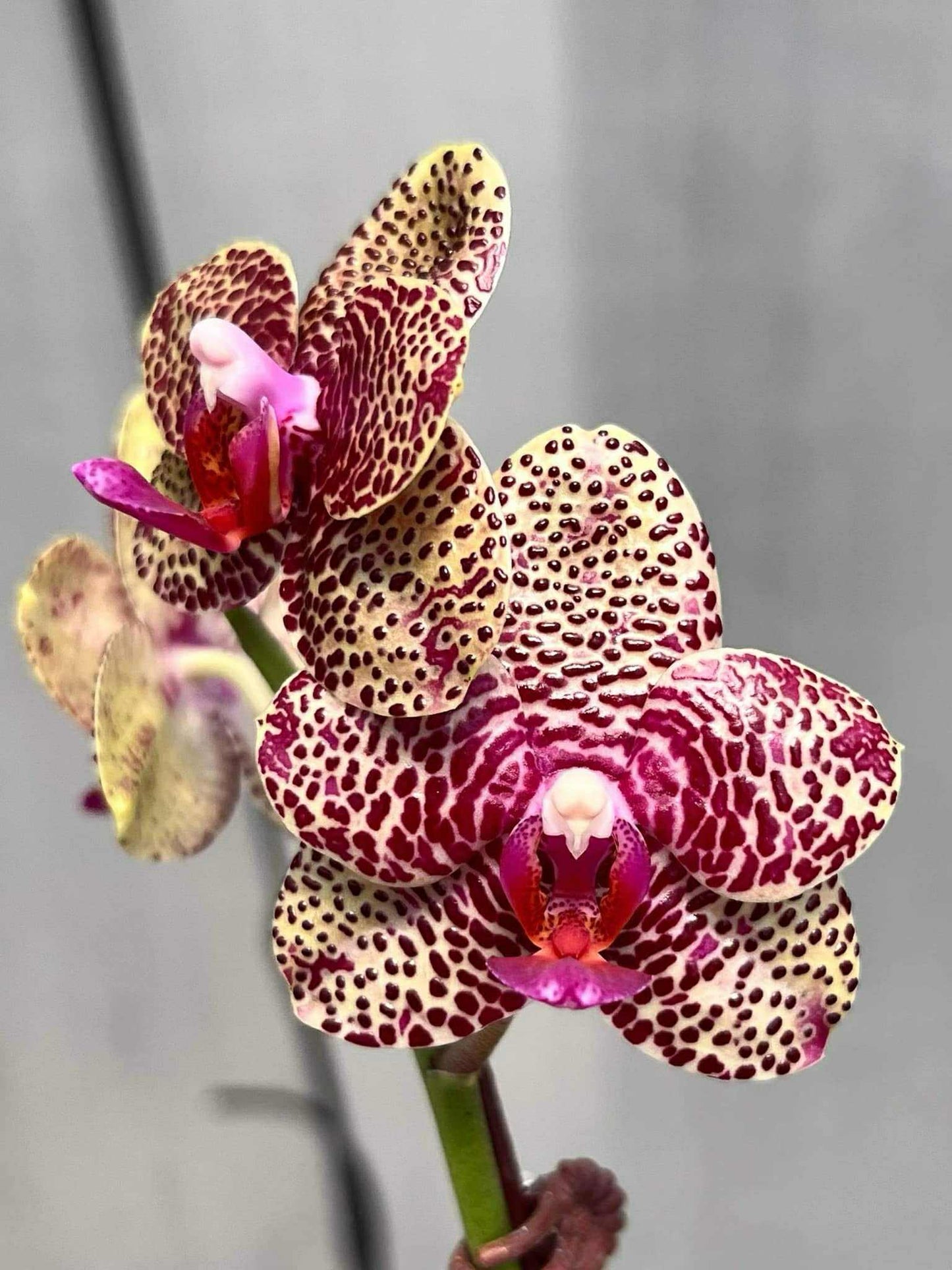 Phalaenopsis Mituo Silver Lining 'Platinum Ruby' Spiking