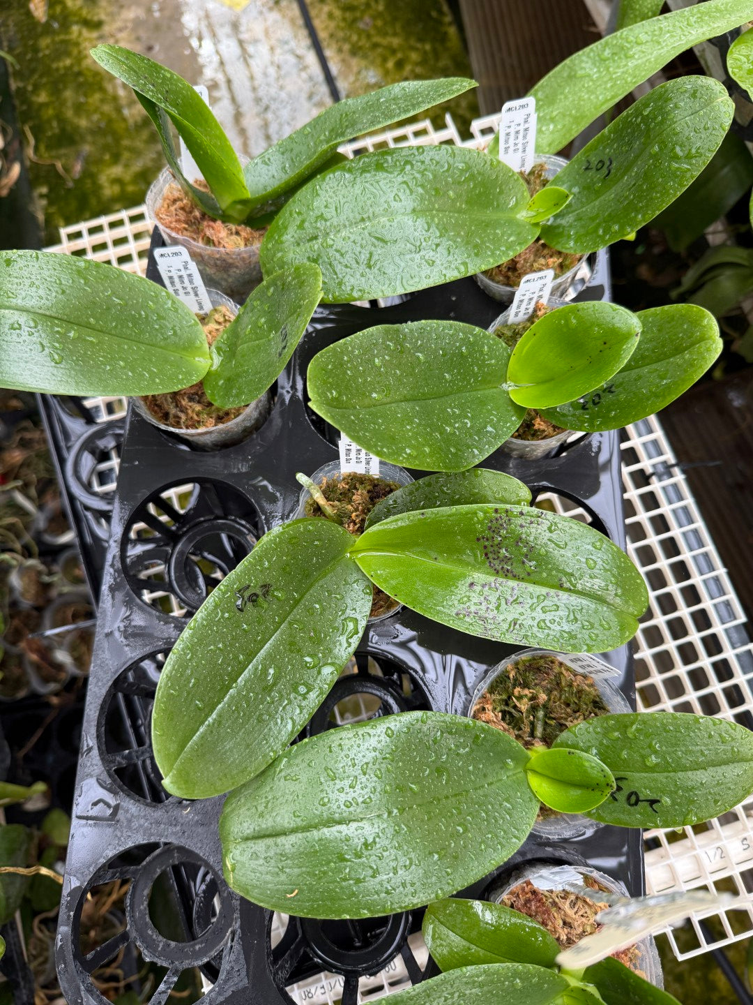 Phalaenopsis Mituo Silver Lining 'Platinum Ruby' Spiking