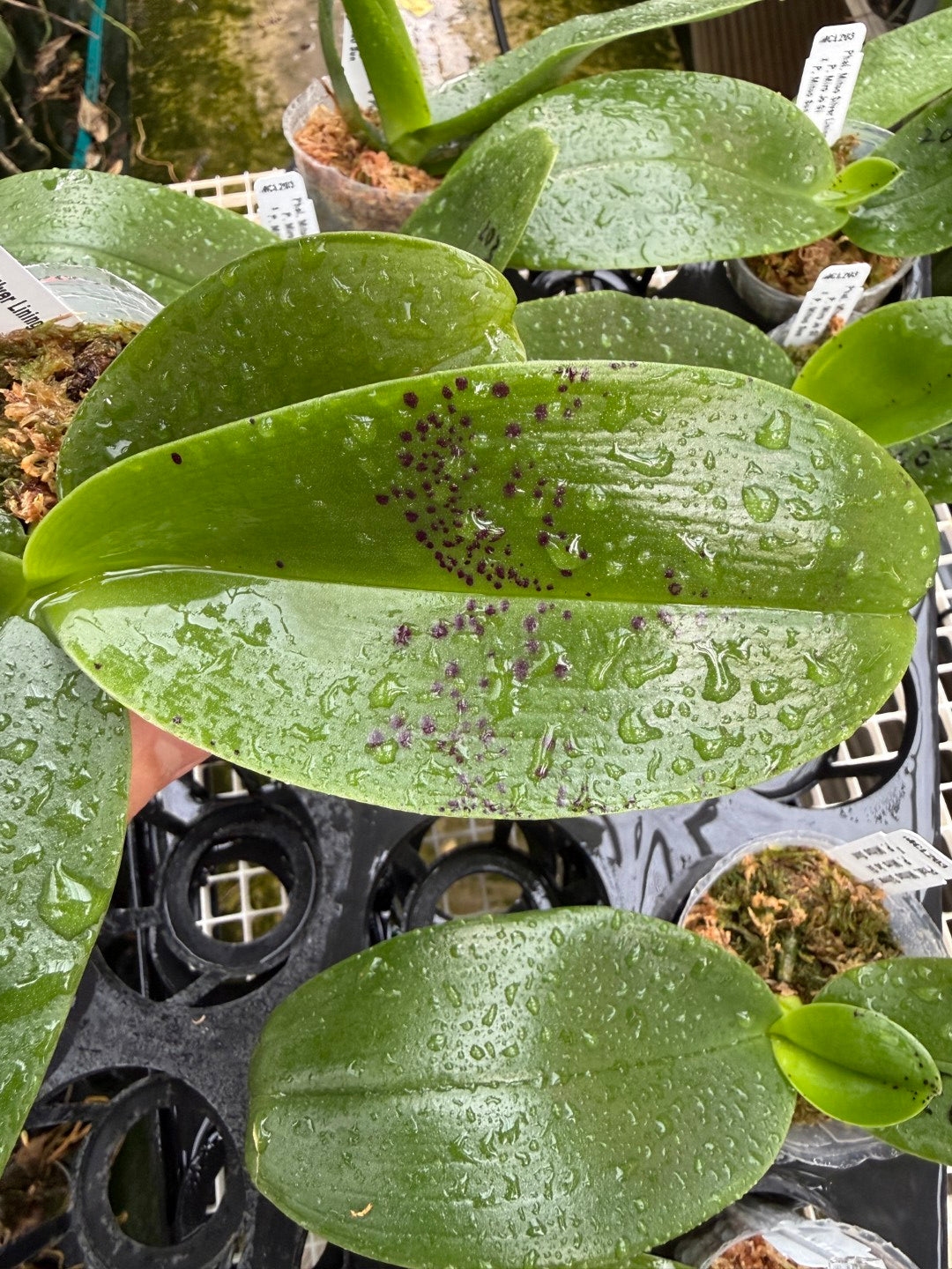 Phalaenopsis Mituo Silver Lining 'Platinum Ruby' Spiking