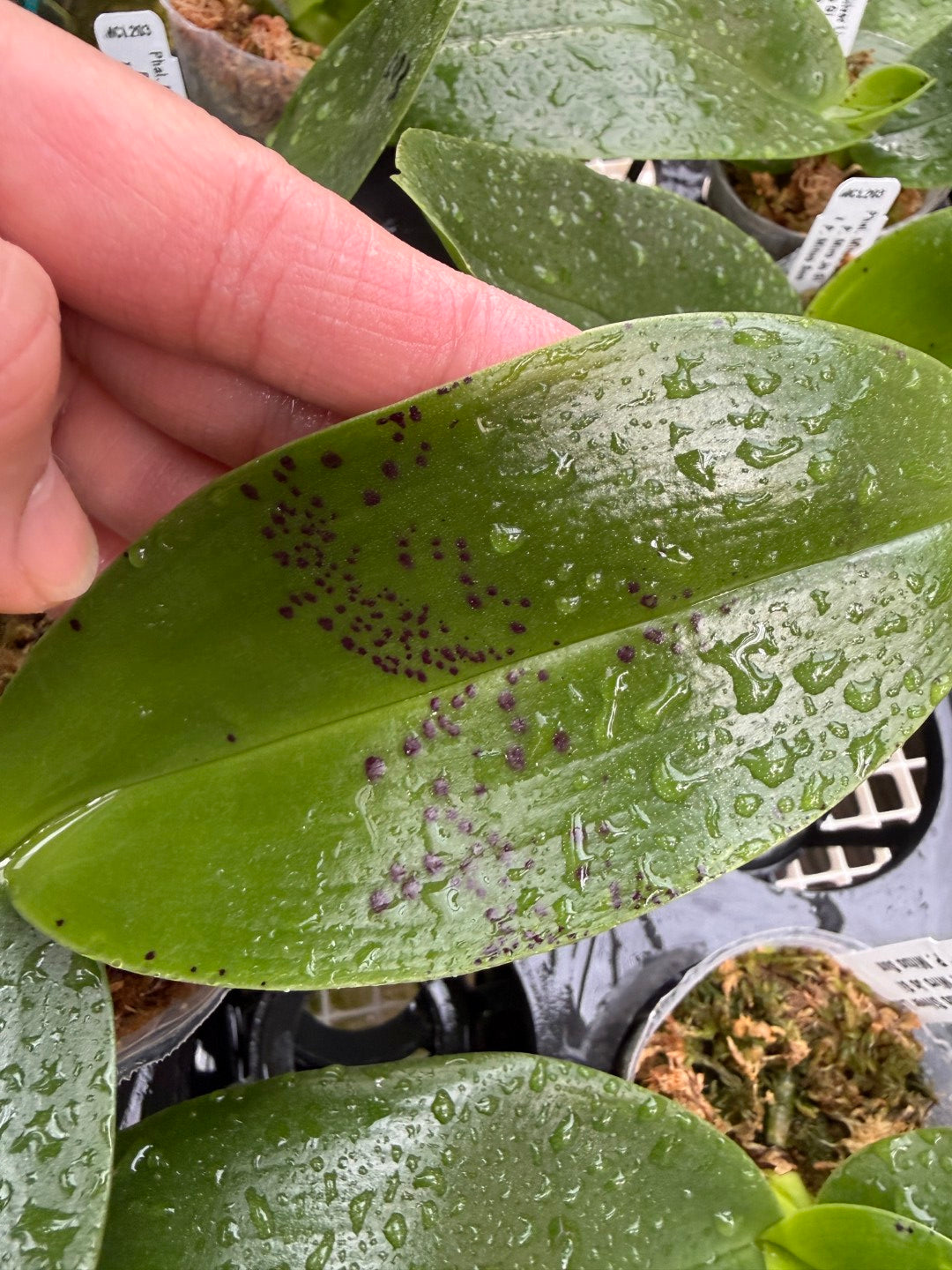 Phalaenopsis Mituo Silver Lining 'Platinum Ruby' Spiking