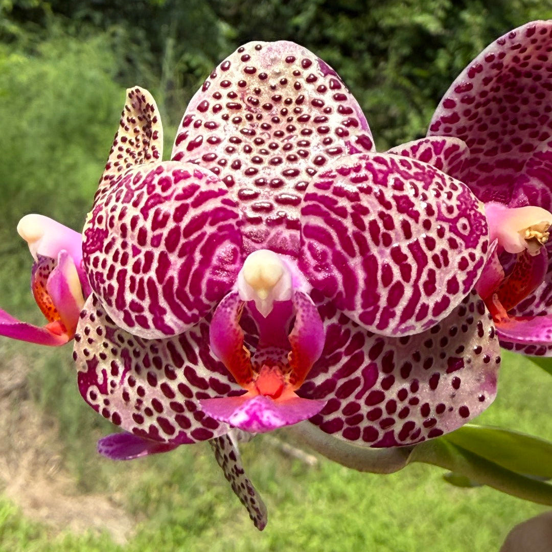 Mituo Orchids – Page 2 – Big Leaf Orchids