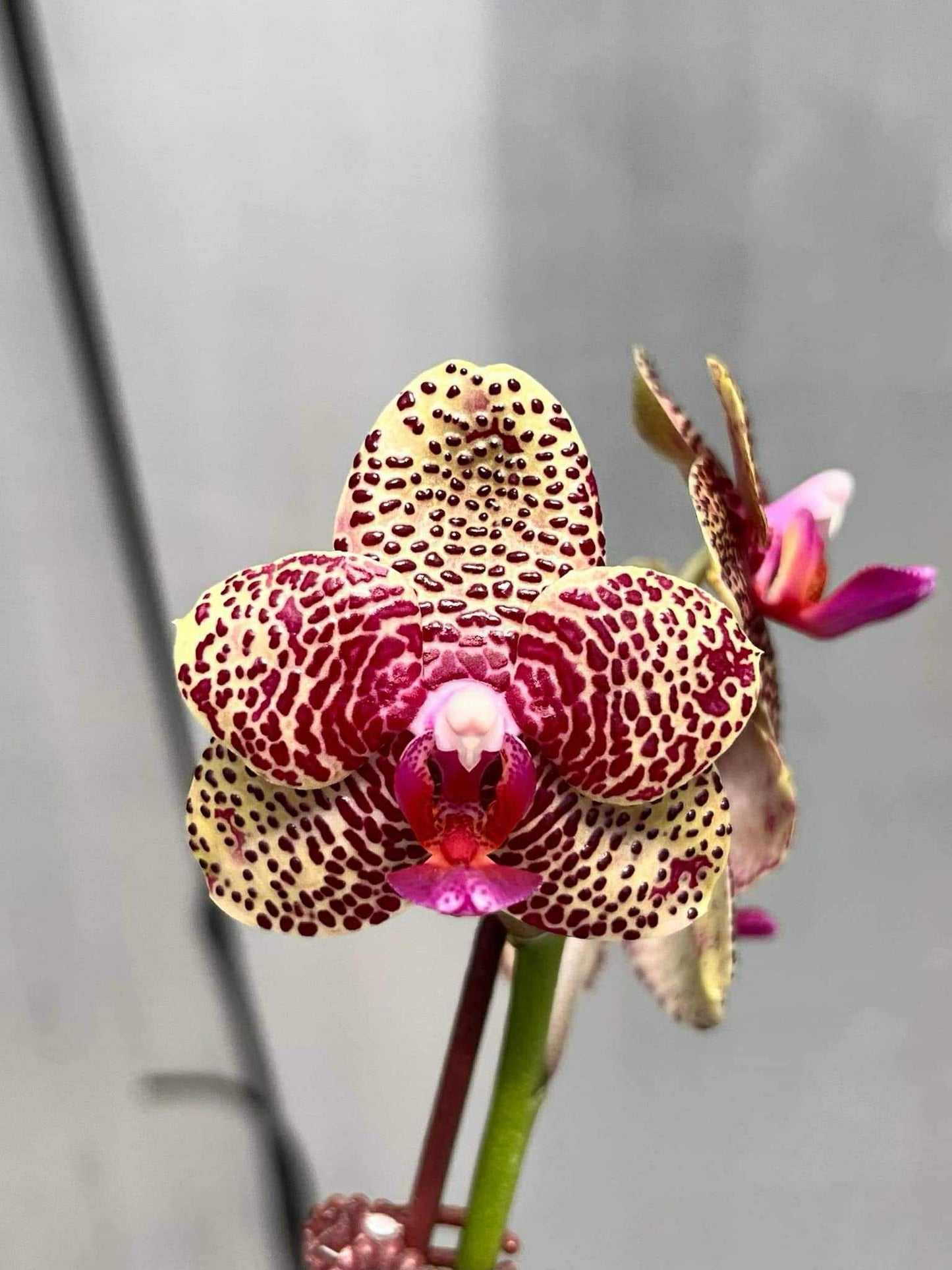 Phalaenopsis Mituo Silver Lining 'Platinum Ruby'