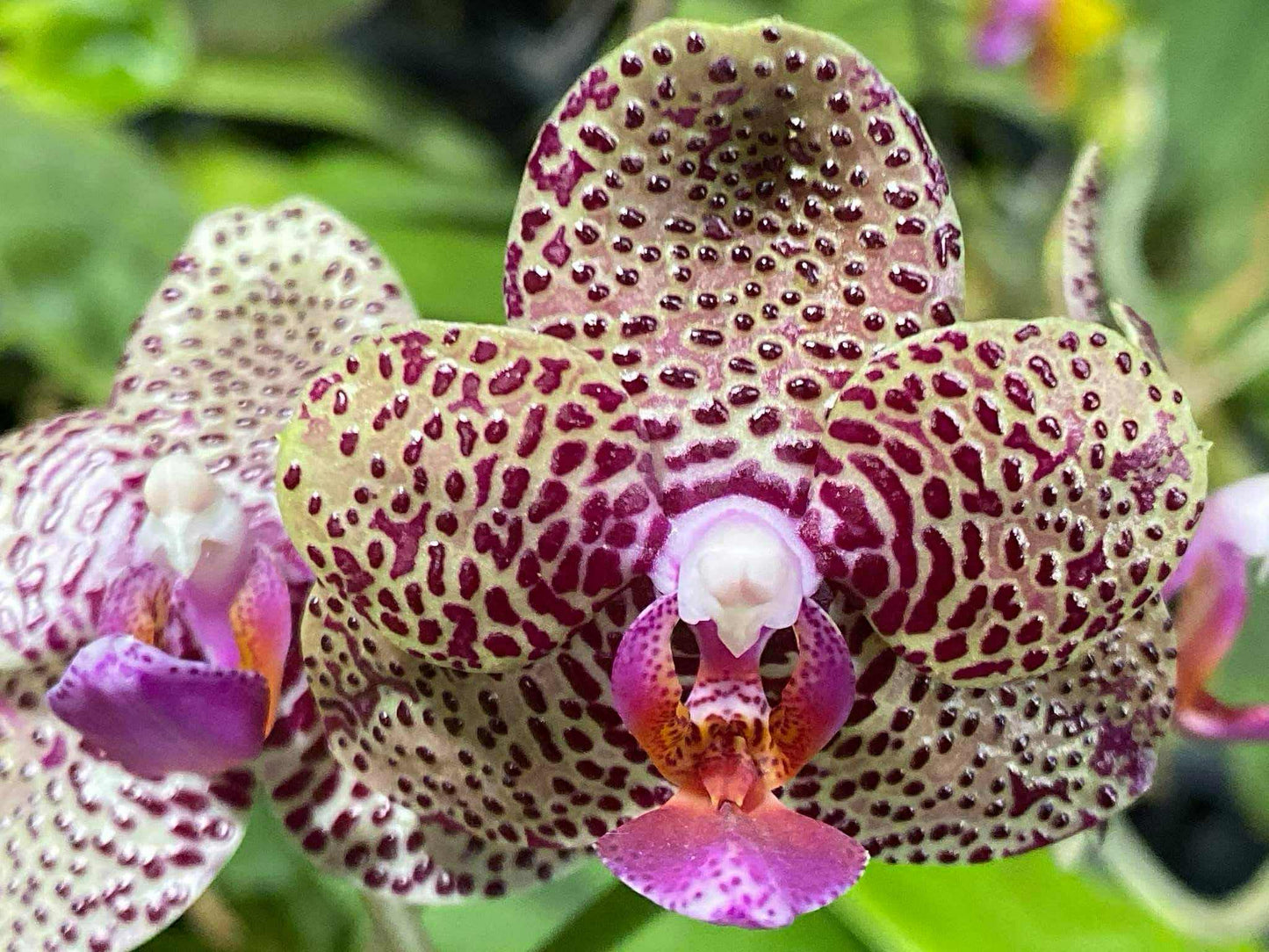 Phalaenopsis Mituo Silver Lining 'Platinum Ruby'